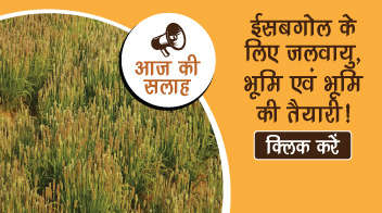 ईसबगोल के लिए जलवायु, भूमि एवं भूमि की तैयारी!