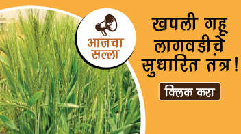 खपली गहू लागवडीचे सुधारित तंत्र!
