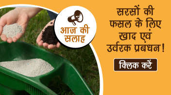 सरसों की फसल के लिए खाद एवं उर्वरक प्रबंधन!
