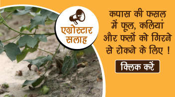 कपास की फसल में फूल, कलियां और फलों को गिरने से रोकने के लिए !