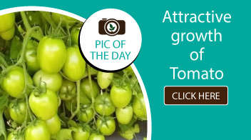 Attractive growth of Tomato