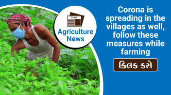 Corona is spreading in the villages as well, follow these measures while farming
 

