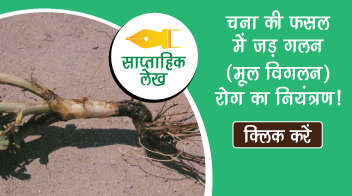 चना की फसल में जड़ गलन (मूल विगलन) रोग का नियंत्रण!