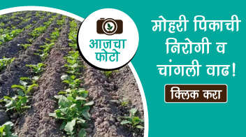 Healthy and attractive growth of Mustard