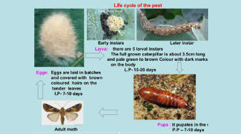 Tobacco caterpillar life cycle
