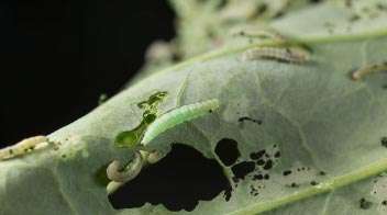 Know about Insect Pests of Medicinal & Aromatic Plants