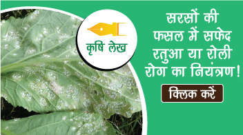 सरसों की फसल में सफेद रतुआ या रोली रोग का नियंत्रण!