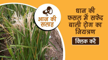 धान की फसल में सफेद बाली रोग का नियंत्रण!