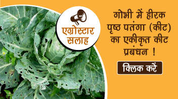 गोभी में  हीरक पृष्ठ पतंगा (कीट) का एकीकृत कीट प्रबंधन !