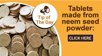 Tablets made from neem seed powder: