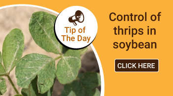 Control of thrips in soybean
