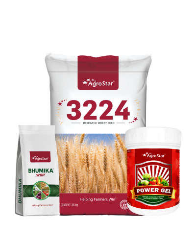 Wheat 3224 KIT-2024