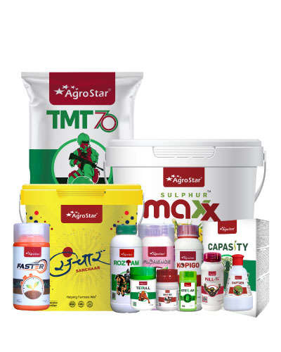 MP Soybean Champion KIT-2025