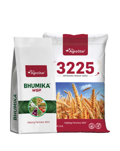 Wheat Kit 3225-2025    