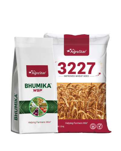 Wheat Kit 3227-2025    