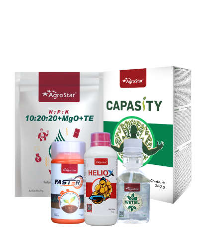 Onion 2nd Spray KIT (45-55 Days) 2025      