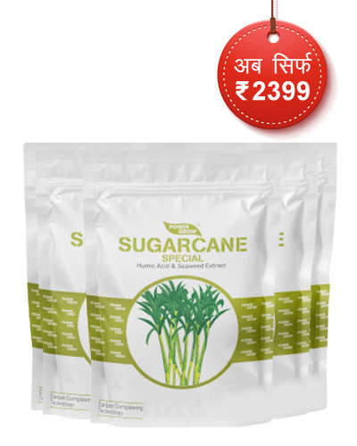 5X Sugarcane Special Combo (2.5kg)