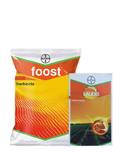 Bayer Laudis + Foost Combo kit