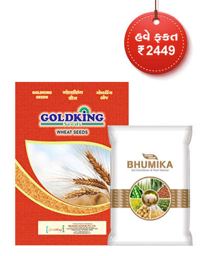 GJ Goldking Wheat 496 (40 kg) Seed Combo