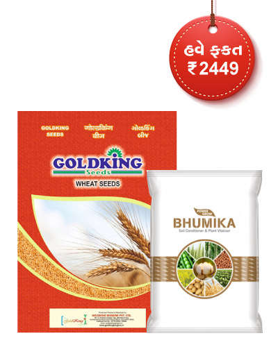GJ Goldking Wheat Lok 1 (40 kg) Seed Combo