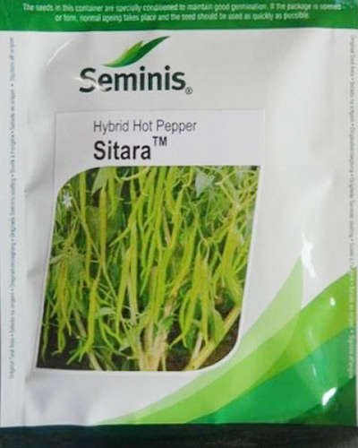 Seminis Sitara Chilli (1500 seeds)
