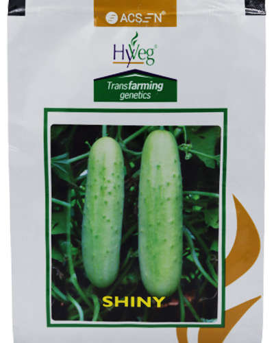 Acsen Hyveg Shiny Cucumber (25g) Seeds