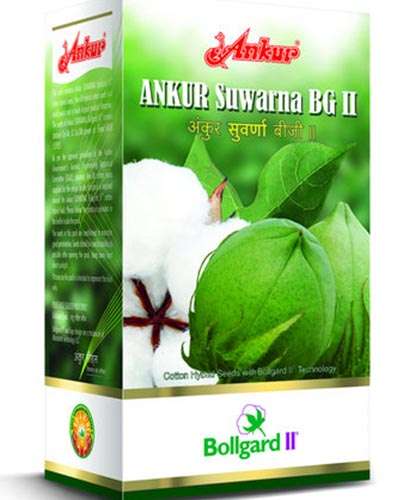 MH Ankur Suvarna BG II Cotton Seed