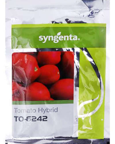 Syngenta 6242 Tomato (3000 Seeds)
