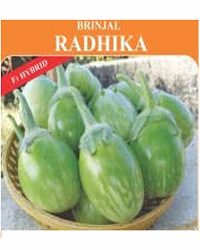 Shriram Bioseed Radhika Brinjal (10g) Seeds