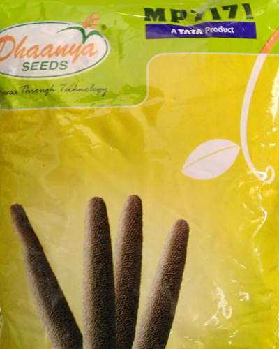 RJ Dhanya-7171 Bajara (1.5 Kg) seeds