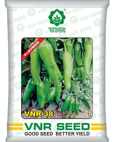VNR 38 Chilli (10g) Seeds