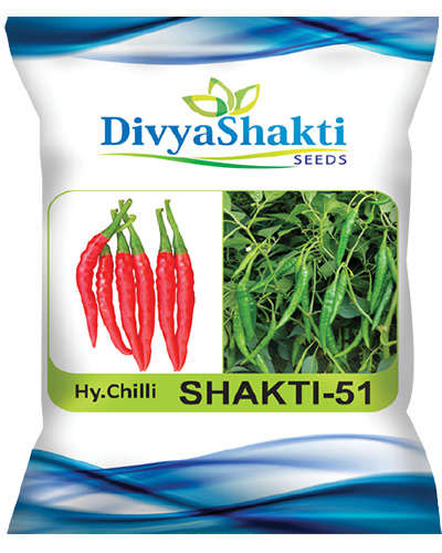 Divya Shakti 51 Chilli (10g) Seeds