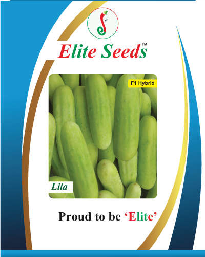 Elite Lila Cucumber (25g) Seeds
