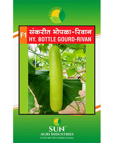 सन अॅग्री रिवान भोपळा (50 ग्रॅम) बियाणे