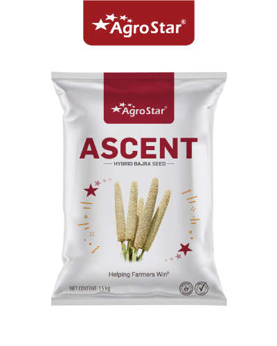 Agrostar Ascent Bajara (1.5 Kg) Seeds