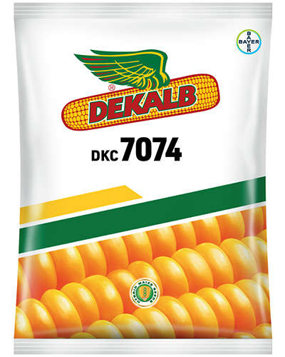 Dekalb 7074 Maize (5 Kg) Seeds