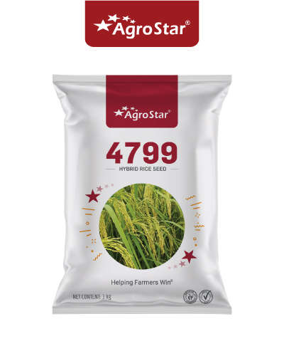 Agrostar 4799 Paddy (3 Kg) Seeds