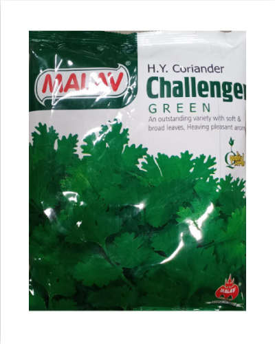 Malav Challenger Green Coriander (500g) Seeds 