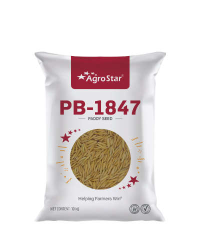 Agrostar PB-1847 OP Paddy (10 Kg) Seeds - TL