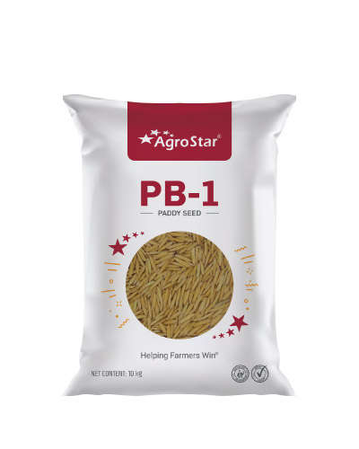 PB-1 OP Paddy (10 Kg) Seeds - TL