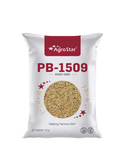 PB-1509 OP Paddy (4 kg) Seeds - CS