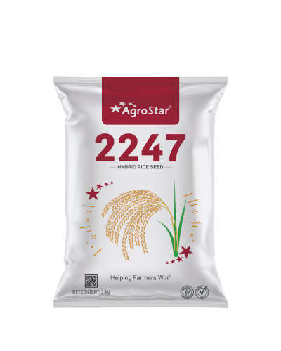 2247 Paddy (3 Kg) Seeds