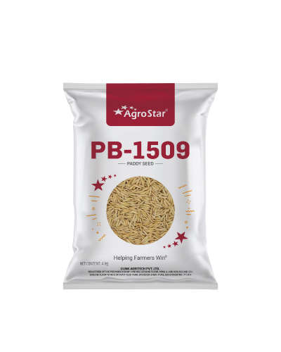 Agrostar Basmati Paddy 1509 (4 Kg ) Seeds