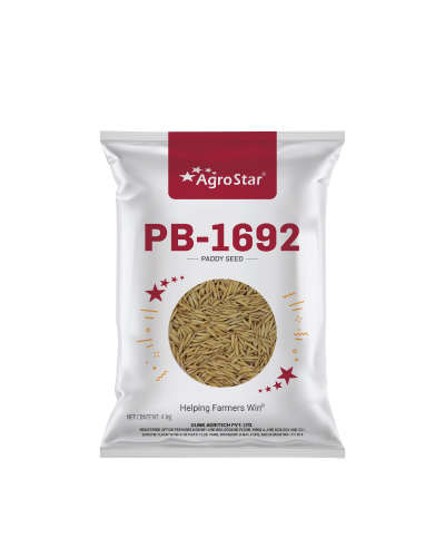 Agrostar Basmati Paddy 1692 (3 Kg ) Seeds