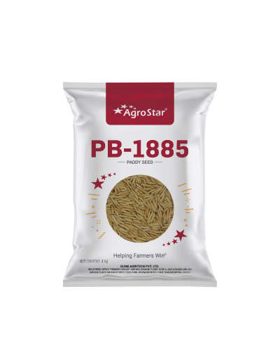 Agrostar PB-1885 OP Paddy (4 kg) Seeds - CS