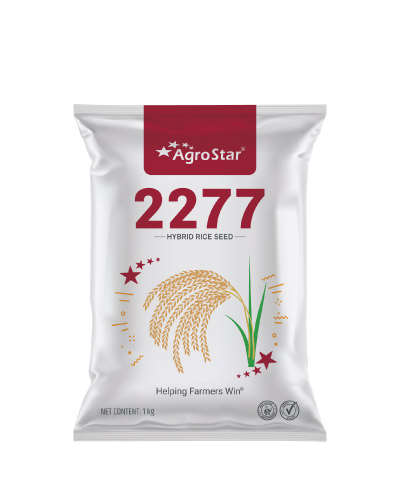 Agrostar 2277 Paddy (1 Kg) Seeds