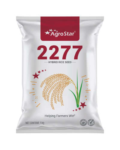 Agrostar 2277 Paddy (3 Kg) Seeds