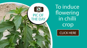 To induce flowering in chilli crop