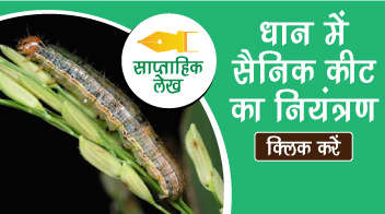 धान में सैनिक कीट का नियंत्रण