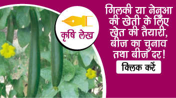 गिलकी या नेनुआ की खेती के लिए खेत की तैयारी, बीज का चुनाव तथा बीज दर!